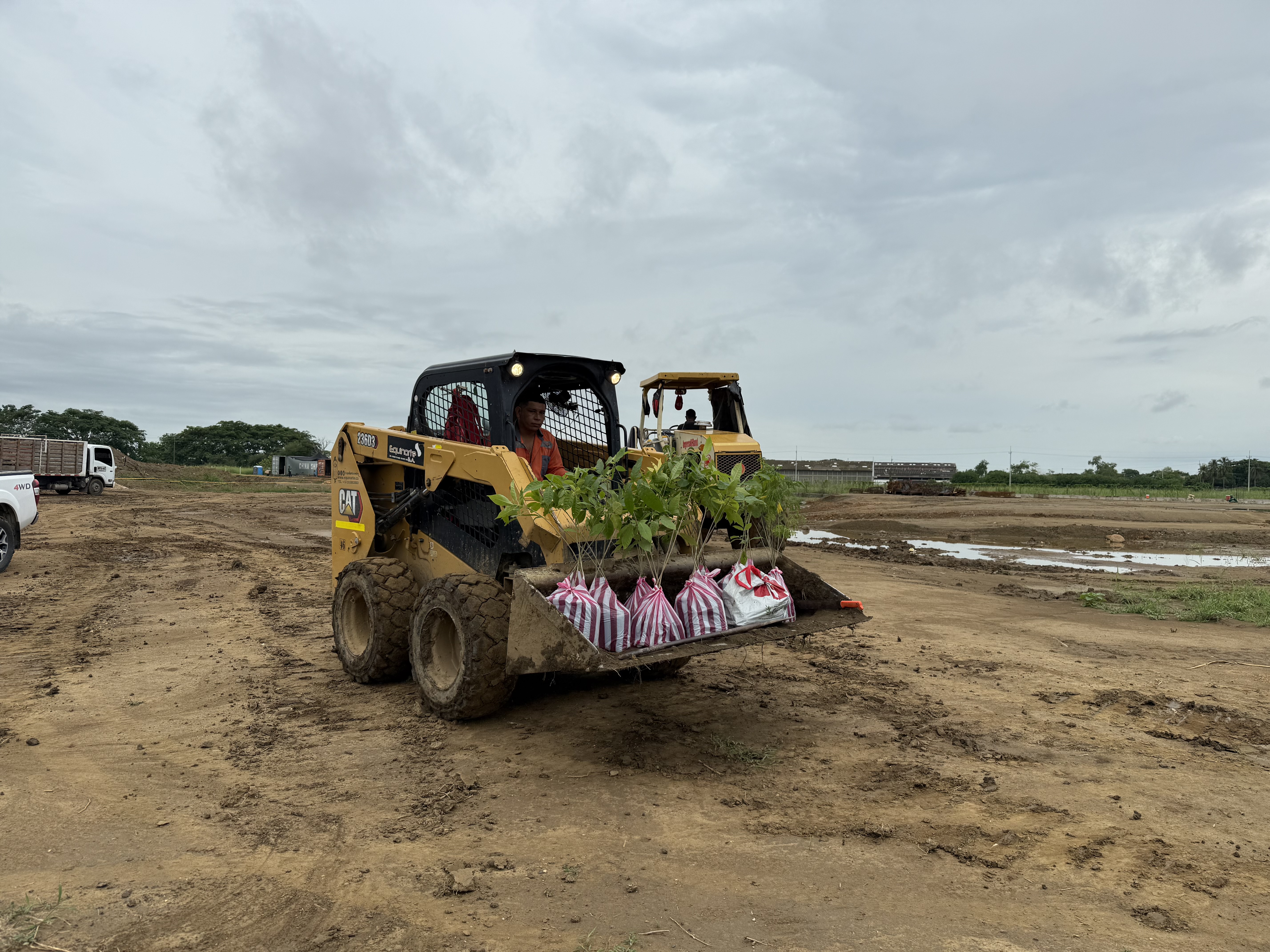 Compensación forestal
